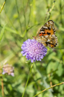Butterfly on flower in field. Butterfly on grass field with warm light.