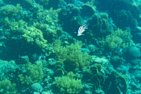 ハードサンゴ 豊かな魚の生活を持つ柔らかいサンゴに覆われた繁栄し 健康的なサンゴ礁 トーン — ストック写真
