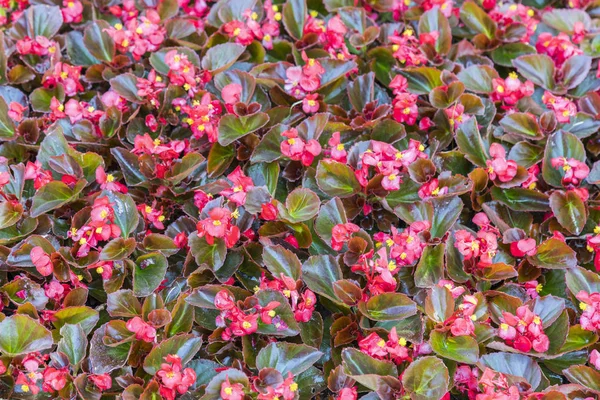 Цветы Красными Листьями Бесшовный Фон — стоковое фото