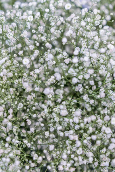 White Spring Wildflowers Background Natural Floral Background — Stock Photo, Image