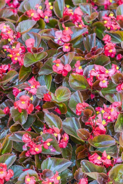 赤い葉の花背景 — ストック写真