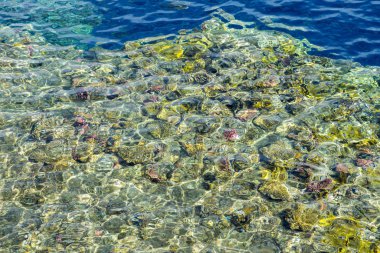 Mercan temiz suyun altında. Soyut deniz arkaplanı. 