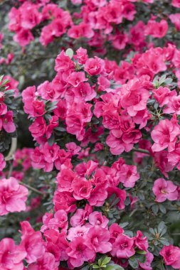Pink azalea flowers, gardening concept, bush of blooming azalea, background for card. Spring flowers.