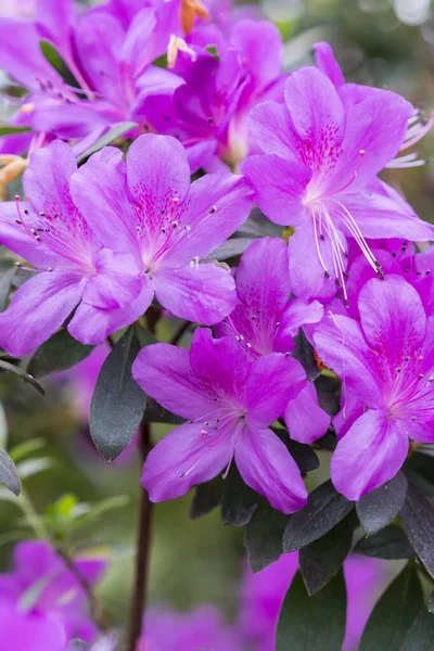 Flores Azálea Violeta Conceito Paisagismo Arbusto Azálea Florescente Fundo Para — Fotografia de Stock