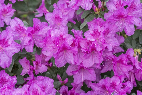 紫杜鹃花 观赏植物的概念 开花杜鹃的灌木 卡片的背景 — 图库照片