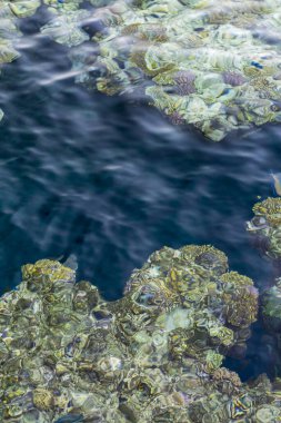 Red sea bottom with coral reefs through aquamarine transparent water surface. Underwater coral reef on the red sea. 