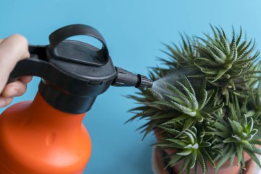 Female hand spraying water on indoor house plant. Home plant. Watering home plants. 