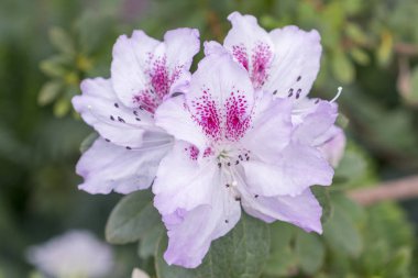 White azalea flowers on bush in spring garden. Close up.