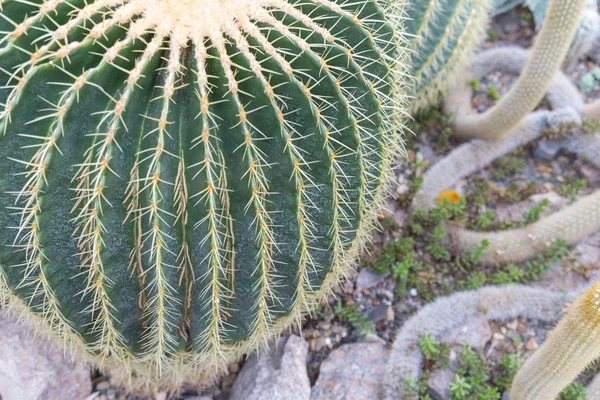 Kocaman Iğneleri Olan Yuvarlak Bir Kaktüs Echinocactus Grusonii Kaktüs Bahçesi — Stok fotoğraf