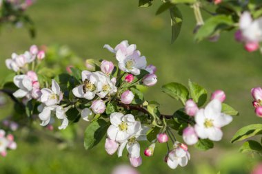 Bal arısı tozlaştırıcı elma çiçeği. Elma ağacı açar. Bahar çiçekleri.