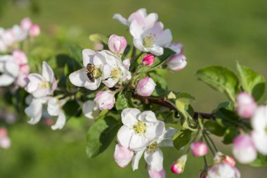Bal arısı tomurcuklanan elma çiçeği. Elma ağacı çiçek açar. Bal arısı çiçeklerin üzerinde elma ağaçları nektarı toplar. Arı elma çiçeğinin üzerinde oturuyor. Bahar çiçekleri.