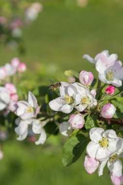 Bal arısı tomurcuklanan elma çiçeği. Elma ağacı çiçek açar. Bal arısı çiçeklerin üzerinde elma ağaçları nektarı toplar. Bahar çiçekleri. dikey resim.