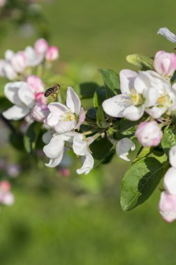 Bal arısı tomurcuklanan elma çiçeği. Elma ağacı çiçek açar. Bal arısı çiçeklerin üzerinde elma ağaçları nektarı toplar. Bahar çiçekleri. dikey resim.