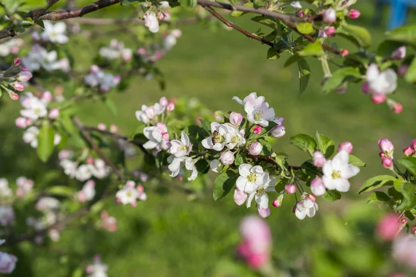 Abeja Miel Polinizando Flor Manzana Manzano Florece Miel Abeja Recoge — Foto de Stock