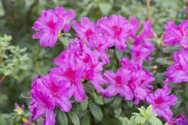 Fleur Azalée Royale Violette Couleur Rayonnante Floraison Azalées Violettes Dans — Photo