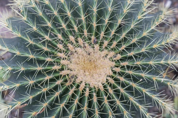 Grande Verde Rotondo Bel Cactus Primo Piano Macro Witjh Sfondo — Foto Stock