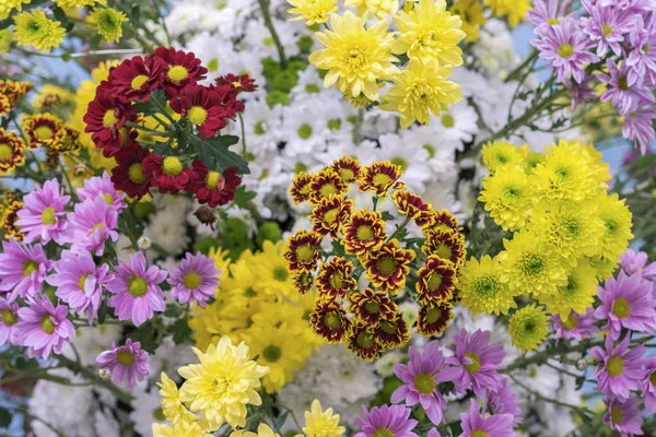 Chrysanthemum Цветы Текстура Фон Весенние Цветы Разных Цветов Радуги Красивые — стоковое фото
