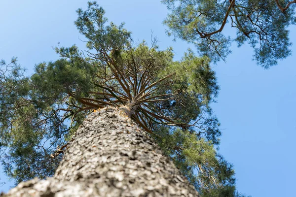 Ormandaki Yüksek Çam. Bir ağaca yakın çekim. Bir ağacın kabuğu kadar yakın. Aşağıdan ağaç gövdesi manzarası. Altta kuru dallar ve üstte yeşil iğneler olan ladin gövdesi..