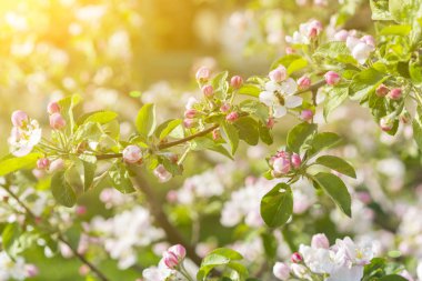 Bal arısı tomurcuklanan elma çiçeği. Elma ağacı çiçek açar. Bal arısı çiçeklerin üzerinde elma ağaçları nektarı toplar. Arı elma çiçeğinin üzerinde oturuyor. Bahar çiçekleri. ses tonlu.