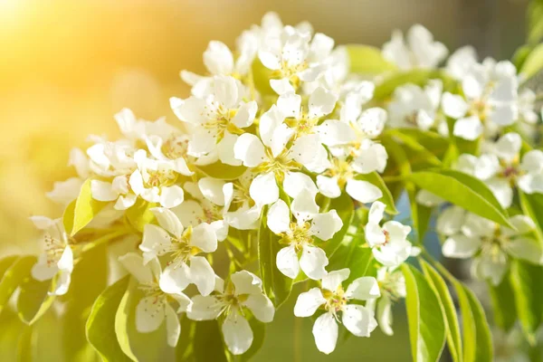 Κουκούτσια Ανθίζουν Από Κοντά Λευκό Λουλούδι Αχλαδιού Φυσικό Φόντο Οπωροφόρα — Φωτογραφία Αρχείου