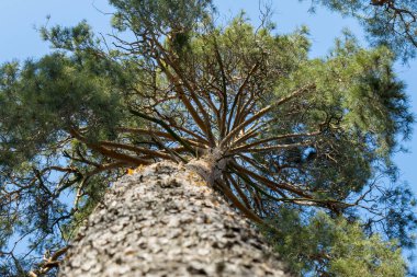 Ormandaki Yüksek Çam. Ağaca yakın çekim. Alt görünüm.