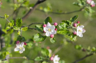 Güzel çiçek açan elma ağaçlarının bahar Parkı yakın çekim.  