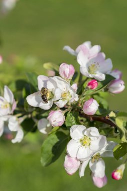 Bal arısı tomurcuklanan elma çiçeği. Bahar çiçekleri. 