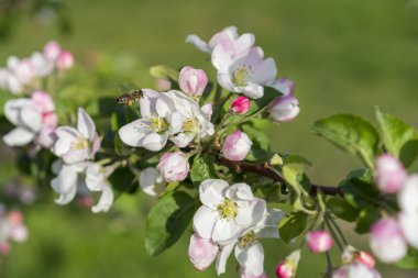 Bal arısı tomurcuklanan elma çiçeği. Bahar çiçekleri. 