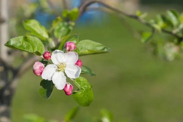 Hermosos Manzanos Flor Parque Primavera Cerca — Foto de Stock