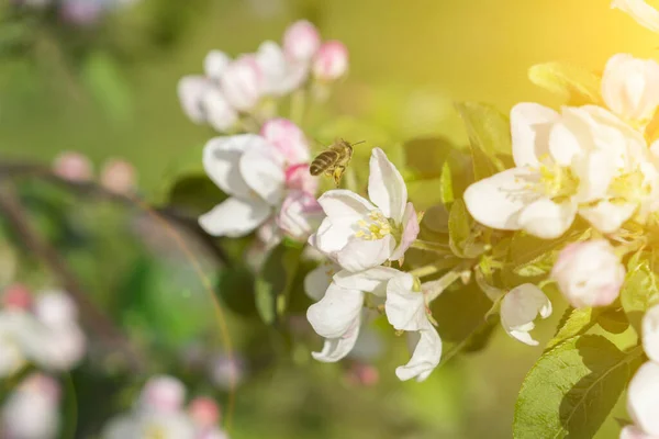 Honingbij Bestuift Appelbloesem Voorjaarsbloemen — Stockfoto