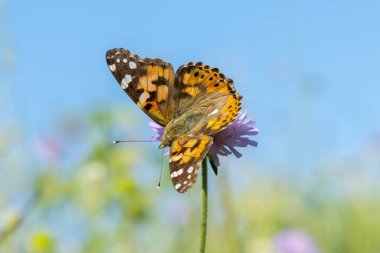 Mor çiçekli kelebek sahada. Kapat.. 