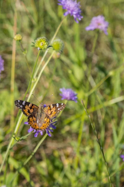Schmetterling Auf Lila Blume Auf Dem Feld Nahaufnahme — Stockfoto