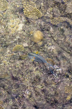 Mercan kayalıkları berrak suyun altında. Soyut deniz arkaplanı. 