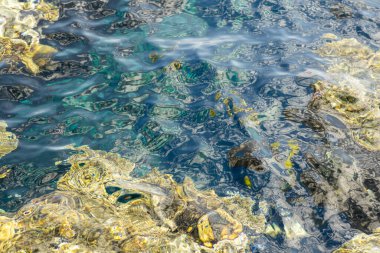 Mercan kayalıkları berrak suyun altında. Soyut deniz arkaplanı. 