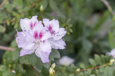 White azalea flowers on bush in spring garden. Close up.