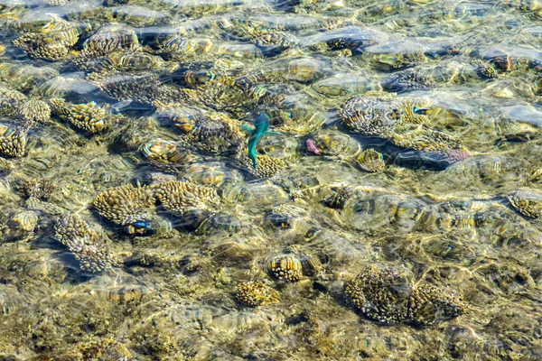 Coral Reef Clear Water Abstract Marine Background — Stock Photo, Image