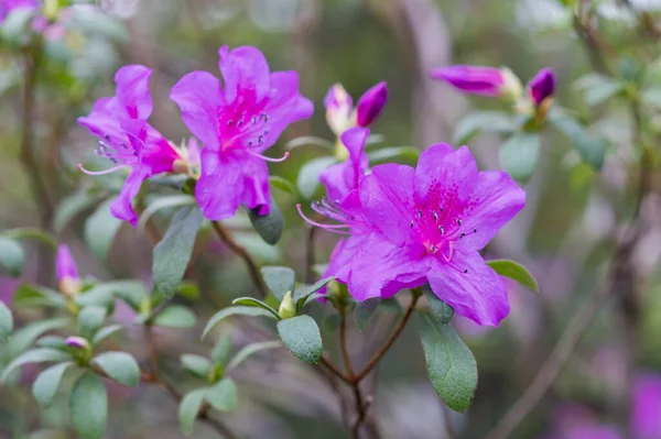 Violeta Azalea Flores Arbusto Jardín Primavera Cerca —  Fotos de Stock