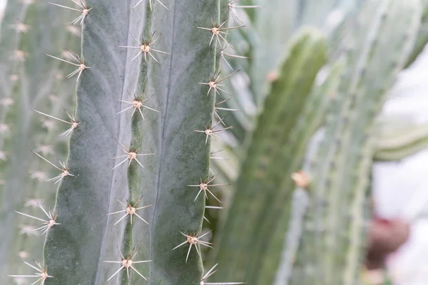 Big Green Cactus Desert Giant Saguaro Cactus — Stok fotoğraf