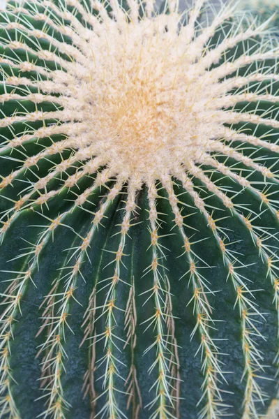 Jedno Velké Zelené Kulaté Kaktusové Makro Kaktusová Textura Dlouhými Ostrými — Stock fotografie