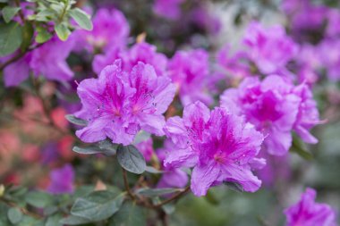Kraliyet açelyası çiçeği, menekşe, göz alıcı renk. Kış bahçesinde çiçek açan mor açelyalar. Rododendron 'un yatay yakın plan görüntüsü. Çiçek açan açelyalar mevsimi.