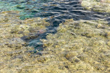 Mercan temiz suyun altında. Soyut deniz arkaplanı.