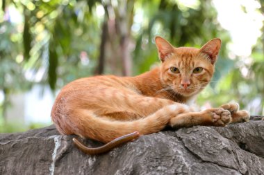 Yerli portakal açık havada uykucu kırkayak ile öldü