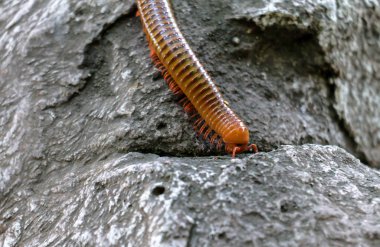 Kırkayak daha yüksek taş aşağı yürüyor