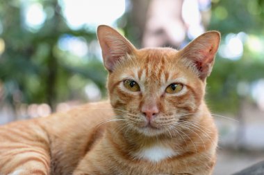 Yerli portakal kedi açık havada