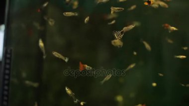 Akvaryum içinde bir balık yüzmek