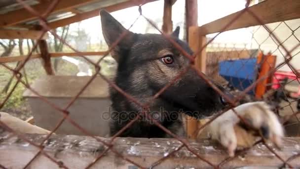 Hund im Käfig aus nächster Nähe — Stockvideo