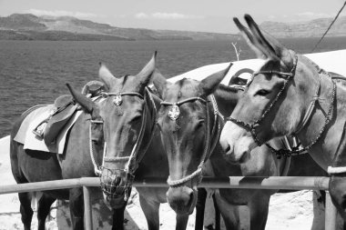 Fira şehir içinde çok güzel küçük eşek