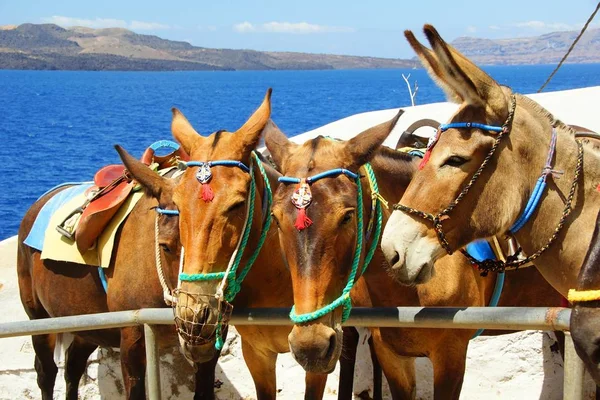 Fira şehir içinde çok güzel küçük eşek