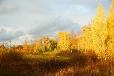 Tsarskoye Selo 'daki Lower Park' ta sabah yürüyüşü.