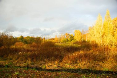 Tsarskoye Selo 'daki Lower Park' ta sabah yürüyüşü.